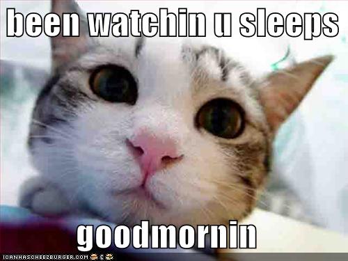 [Bild: funny-pictures-your-cat-watches-you-sleep.jpg]